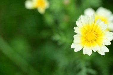 Bahçedeki güzel beyaz ve sarı çiçekleri kapat.