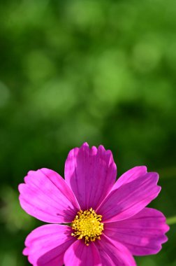 Bahçedeki güzel pembe çiçeklerin yakın görüntüsü.