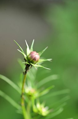 Bahçede çözünmemiş güzel çiçekler, yakın çekim manzarası.