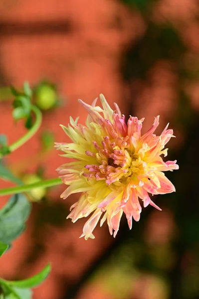 Bellissimo Fiore Rosa Giallo Che Cresce Giardino — Foto Stock