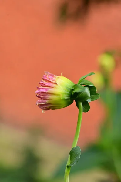 Mooie Roze Geel Gekleurde Bloemen Groeien Tuin — Stockfoto