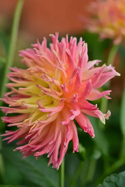 Beautiful Pink Yellow Colored Flower Growing Garden — Stock Fotó