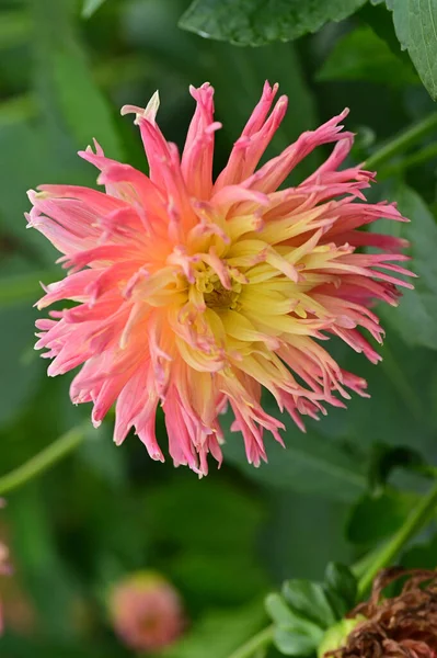Beautiful Pink Yellow Colored Flower Growing Garden — Stock Fotó
