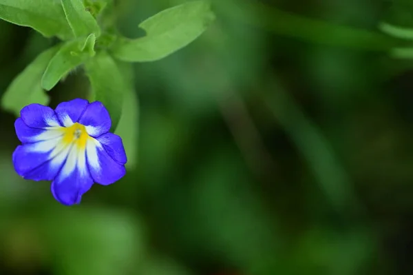 Nahaufnahme Von Schönen Lila Blumen Garten — Stockfoto