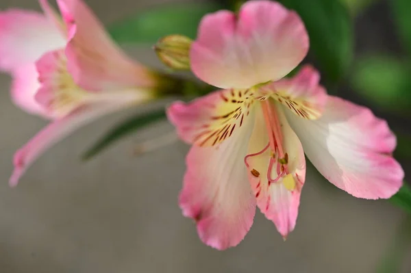 Vista Cerca Hermosas Flores Rosadas Jardín —  Fotos de Stock