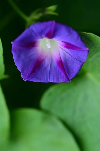 Widok Bliska Piękne Purpurowe Kwiaty Ogrodzie — Zdjęcie stockowe