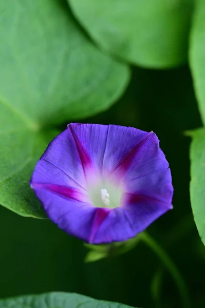 Вид Крупным Планом Красивых Фиолетовых Цветов Саду — стоковое фото