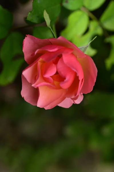 Mawar Merah Muda Yang Indah Tumbuh Taman — Stok Foto