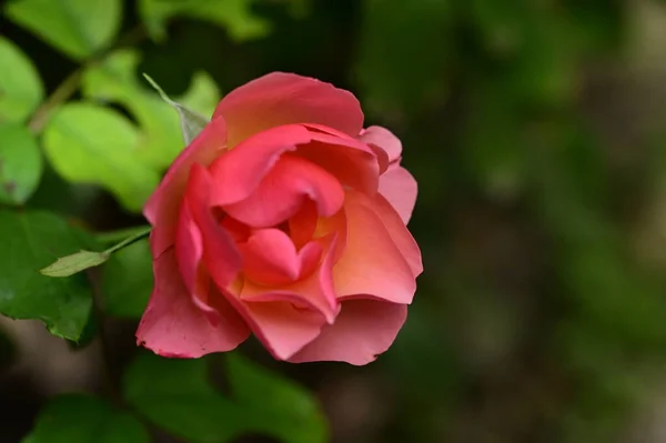 Όμορφο Ροζ Τριαντάφυλλο Που Αναπτύσσεται Στον Κήπο — Φωτογραφία Αρχείου