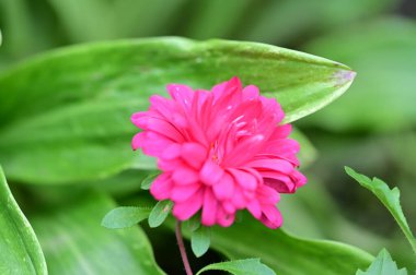 Bahçedeki güzel pembe çiçeklerin yakın görüntüsü