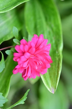 Bahçedeki güzel pembe çiçeklerin yakın görüntüsü