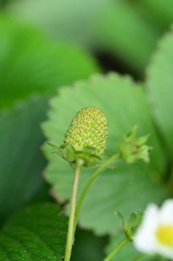 yeşil olgunlaşmamış çilek, yakından bak.