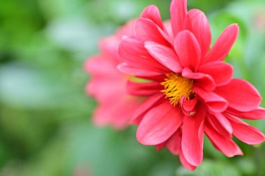 Bahçedeki güzel pembe çiçeklerin yakın görüntüsü