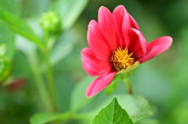 Bahçedeki güzel kırmızı çiçekler