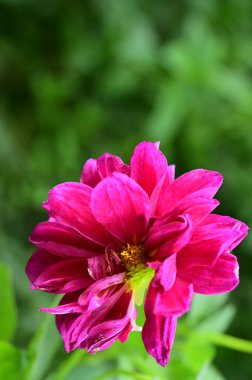 Bahçedeki güzel pembe çiçeklerin yakın görüntüsü