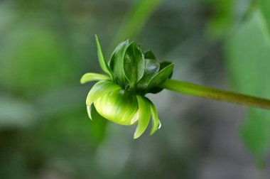Bahçedeki güzel sarı çiçekleri kapat.