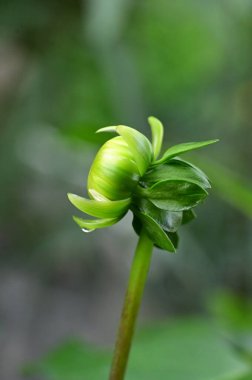 Bahçede çözünmemiş güzel çiçekler, yakın çekim manzarası.