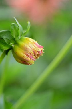Bahçede büyüyen güzel pembe ve sarı renkli çiçekler.