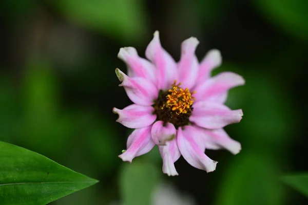 Vista Cerca Hermosas Flores Rosadas Jardín —  Fotos de Stock