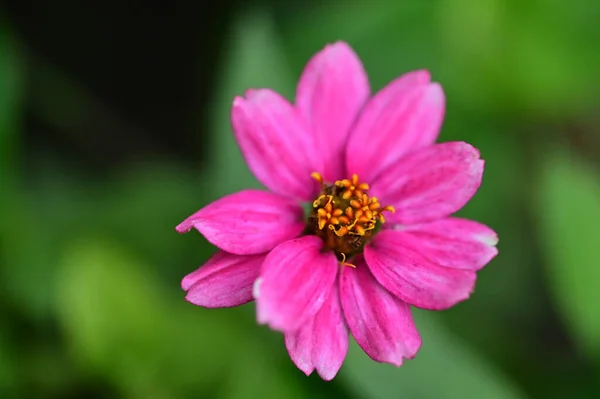 Vista Vicino Bellissimi Fiori Rosa Giardino — Foto Stock