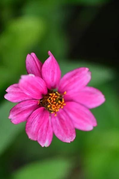 Вид Вблизи Красивых Розовых Цветов Саду — стоковое фото