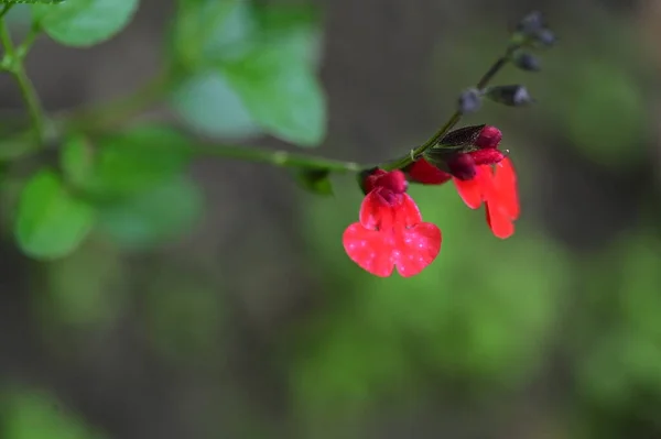 Beautiful Red Colored Flowers Growing Garden — Stock fotografie
