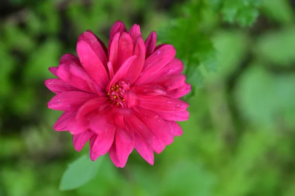 Närbild Vackra Rosa Blommor Trädgården — Stockfoto