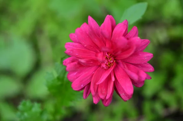 Bliska Widok Piękne Różowe Kwiaty Ogrodzie — Zdjęcie stockowe