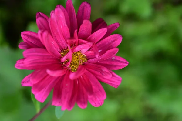 Close View Beautiful Pink Flowers Garden — Foto Stock