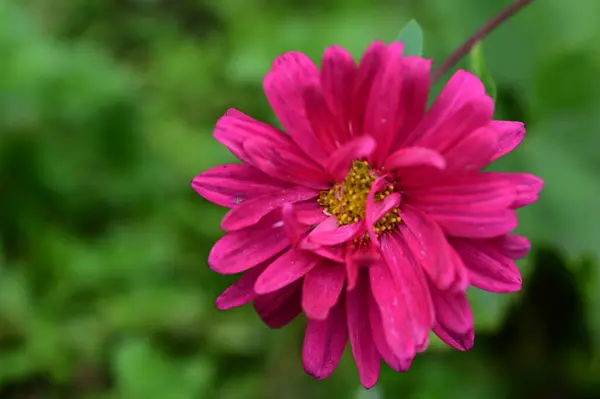 Bahçedeki Güzel Pembe Çiçeğin Yakın Görüntüsü — Stok fotoğraf