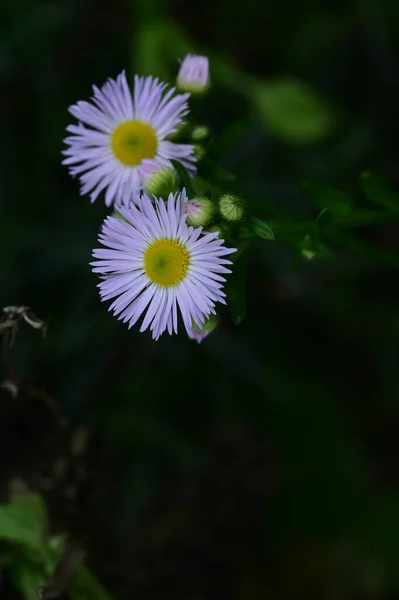 鸟瞰花园中美丽的白花 — 图库照片