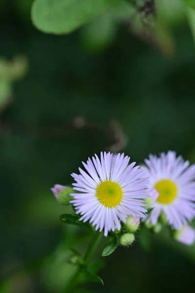 Κοντινή Θέα Των Όμορφων Λευκών Λουλουδιών Στον Κήπο — Φωτογραφία Αρχείου