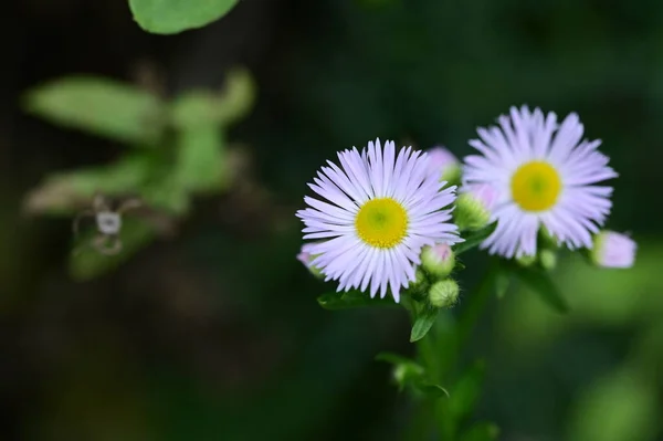 Bliska Widok Pięknych Białych Kwiatów Ogrodzie — Zdjęcie stockowe
