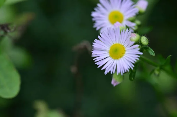 Nahaufnahme Von Schönen Weißen Blumen Garten — Stockfoto