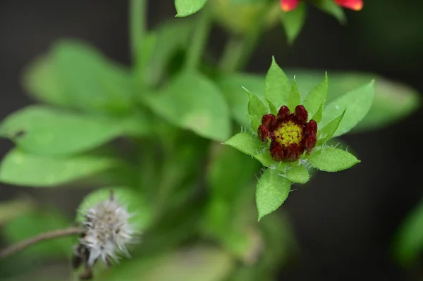 Vue Rapprochée Belles Fleurs Rouges Dans Jardin — Photo