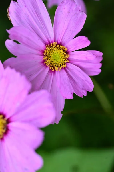 Close View Beautiful Pink Flowers Garden — Stockfoto