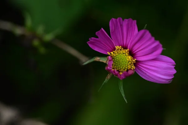 Närbild Vackra Rosa Blommor Trädgården — Stockfoto