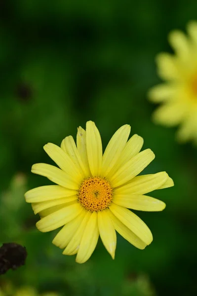 Vista Perto Belas Flores Amarelas Jardim — Fotografia de Stock