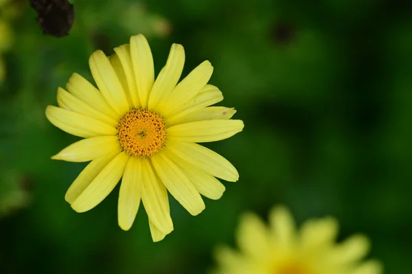 ภาพใกล ดของดอกไม เหล องท สวยงามในสวน — ภาพถ่ายสต็อก