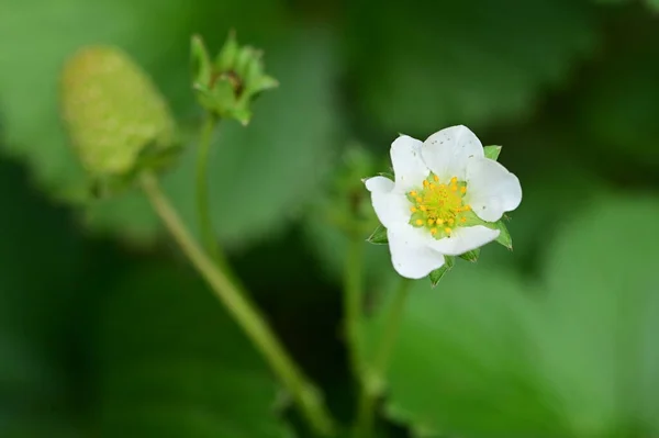 Zblízka Pohled Krásné Bílé Květy Zahradě — Stock fotografie