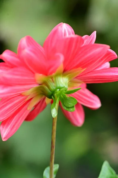 Close View Beautiful Pink Flowers Garden — Stock Photo, Image