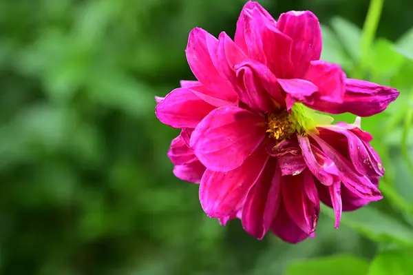 Close View Beautiful Pink Flowers Garden — Stock Photo, Image