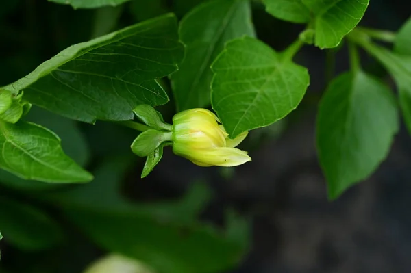 Close View Beautiful Yellow Flowers Garden — Stock Photo, Image