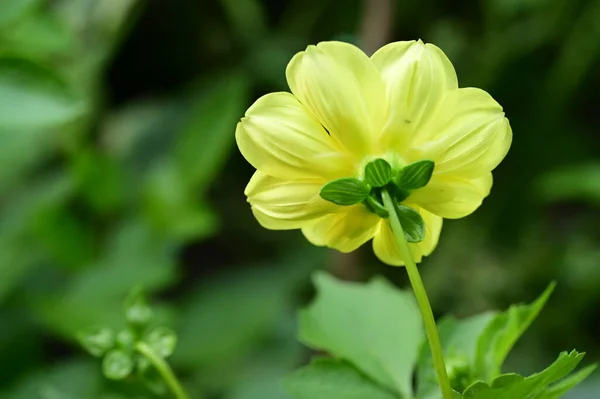 庭の美しい黄色の花を間近に見ることができます — ストック写真