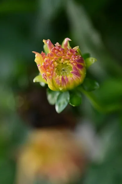 庭で育つ美しいピンクと黄色の花 — ストック写真