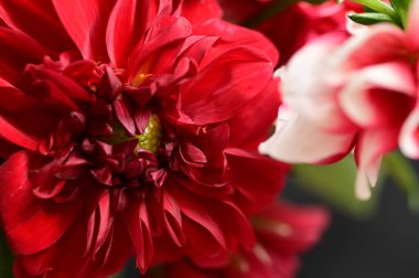 Güzel kırmızı çiçeklerin yakın görüntüsü, çiçek konsepti