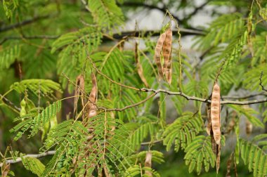 Sonbahar ağaçları arka planda. Parktaki ağaç dallarının dokusunu.