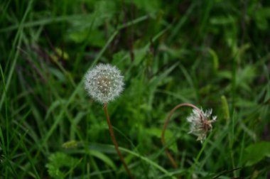 Güzel beyaz tüylü karahindibalar, yakın görüş