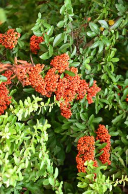 Pyracantha Coccinea çalısı. Güzel sonbahar bahçesi.