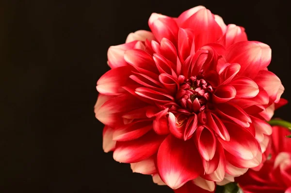 Koyu Arkaplanda Kırmızı Çiçeği Kapat — Stok fotoğraf